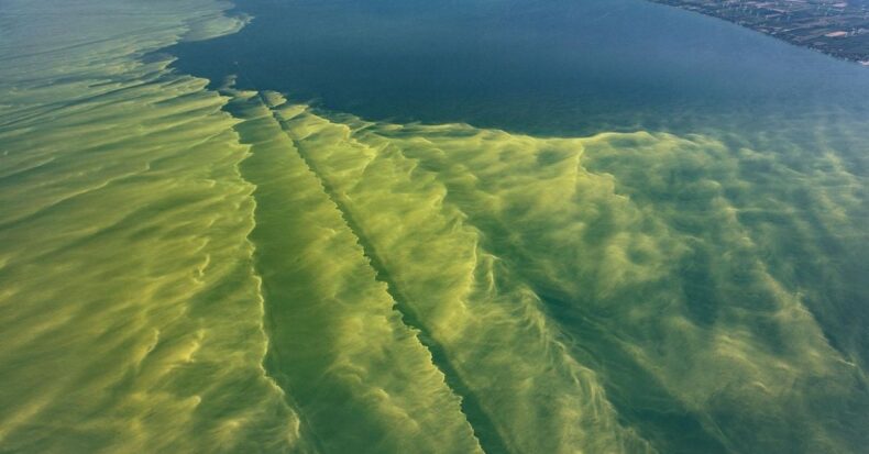 Toxic Algae Bloom a Possibility for the Californian Family’s Death: Experts