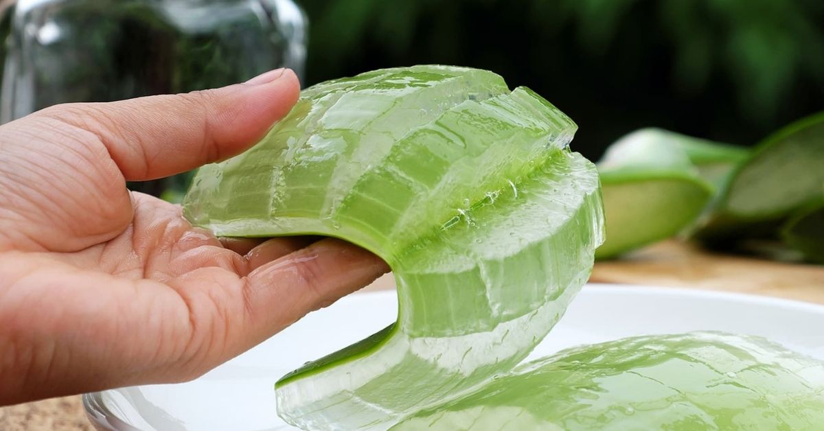 Benefits of Empress of Healing Plants-ALOE VERA