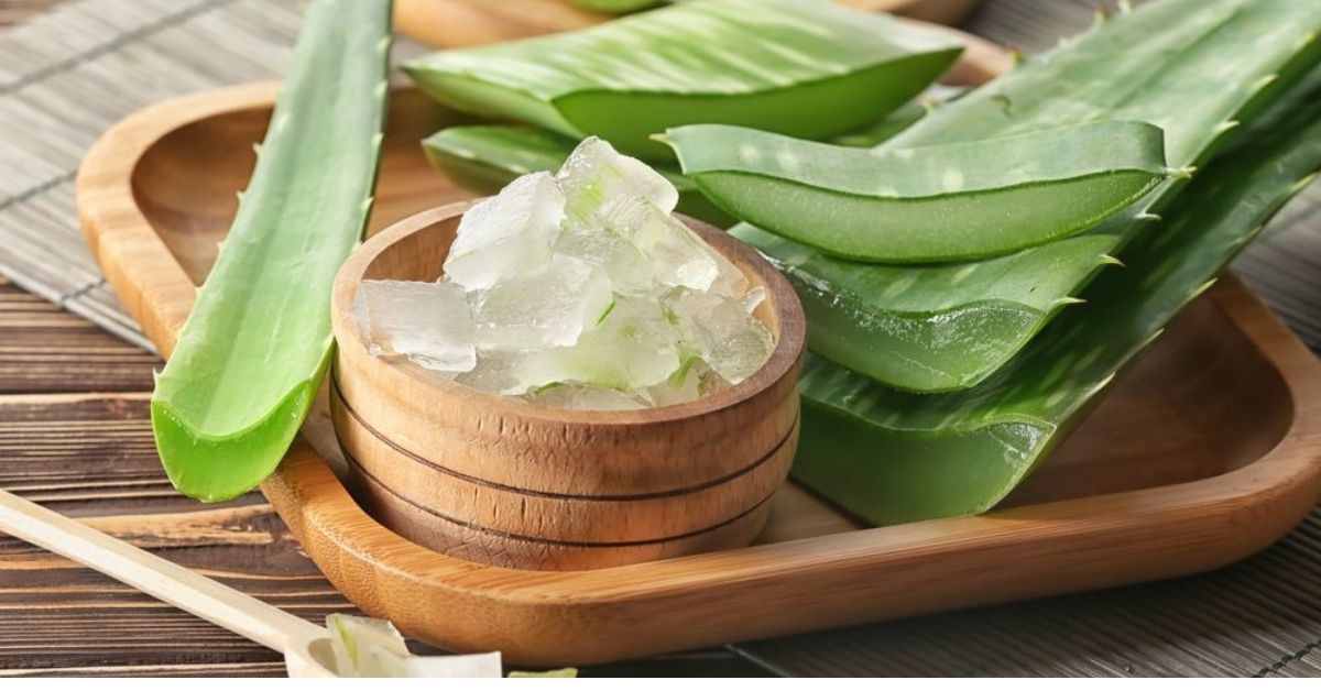 Benefits of Empress of Healing Plants-ALOE VERA