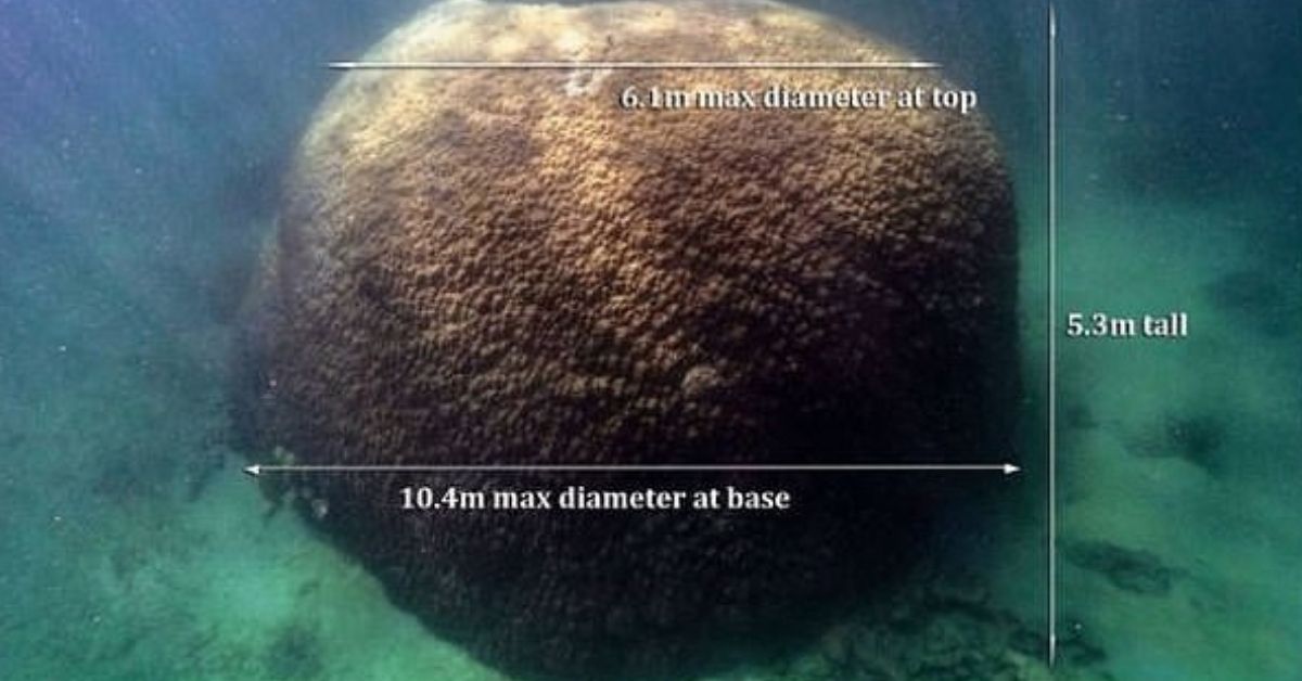 Scientists discover a 400-year-old gigantic coral on the Great Barrier Reef.  
