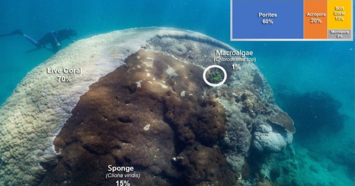 Scientists discover a 400-year-old gigantic coral on the Great Barrier Reef.  