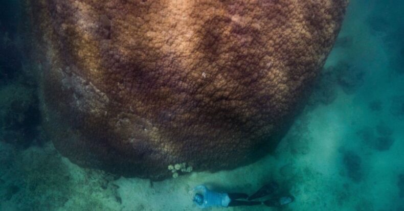 Scientists discover a 400-year-old gigantic coral on the Great Barrier Reef.