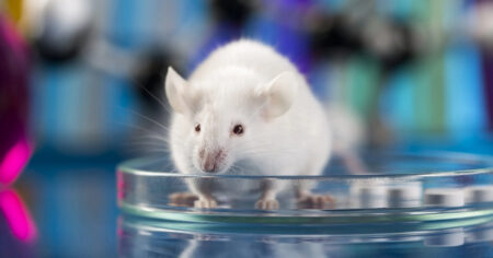 Researchers Challenge the Theory of Reward; Train Mice to Control Dopamine Bursts