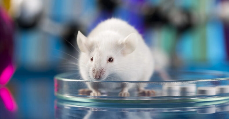 Researchers Challenge the Theory of Reward; Train Mice to Control Dopamine Bursts