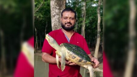 Shailendra Singh's work has perceived for 'being the last expect the wild endurance' of certain types of turtles in India.