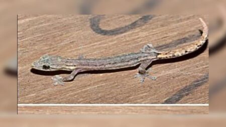 Within the Goa University campus, Researchers have Discovered a New Species of Gecko