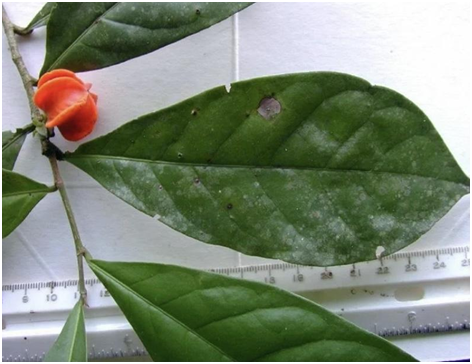 'The Mystery of Manu' Why it took scientists nearly 50 years to name this plant.