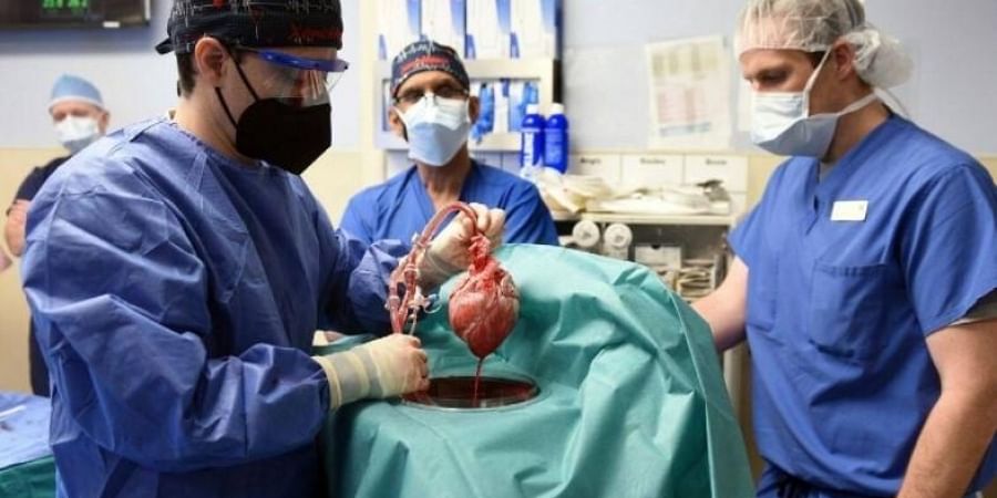 Man gets Genetically modified pig heart transplant