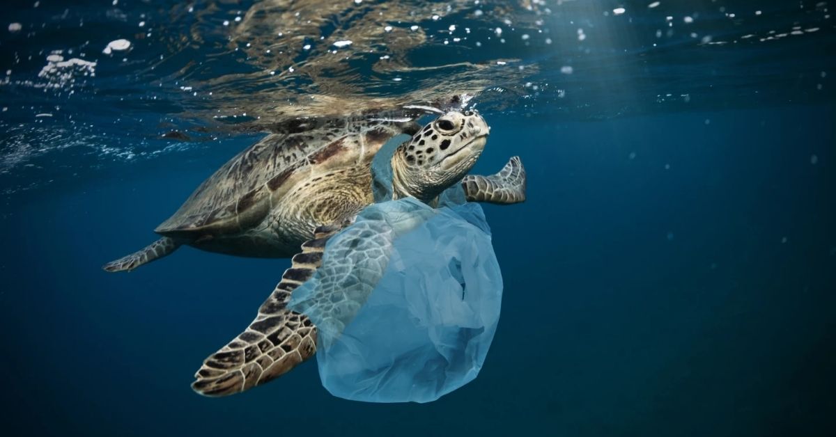 ban of single use plastic