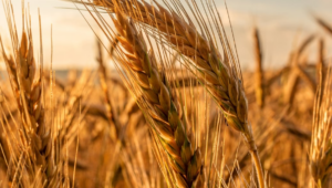 Cereal grains from India get international attention amid Russia-Ukraine war