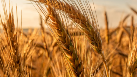 Cereal grains from India get international attention amid Russia-Ukraine war