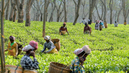 Government High Schools to be set up in Tea Gardens of Assam