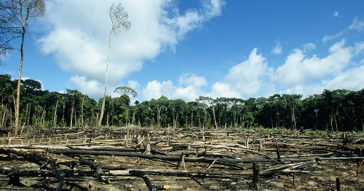 BRAZIL Amazonas deforested rainforest 