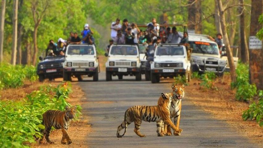 Rajasthan's Sariska Tiger Reserve village resettlement idea gathers pace - Asiana Times