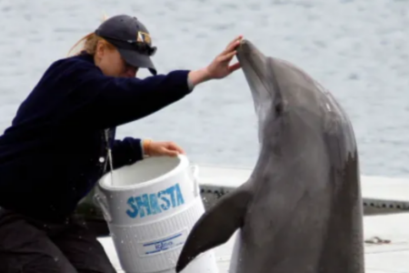 Russia Deploys Military Dolphins To Patrol Its Naval Bases