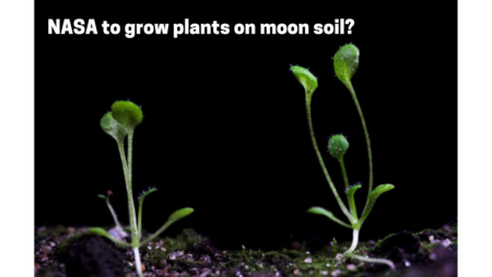 Scientists grew plants in moon soil, great achievement for humans