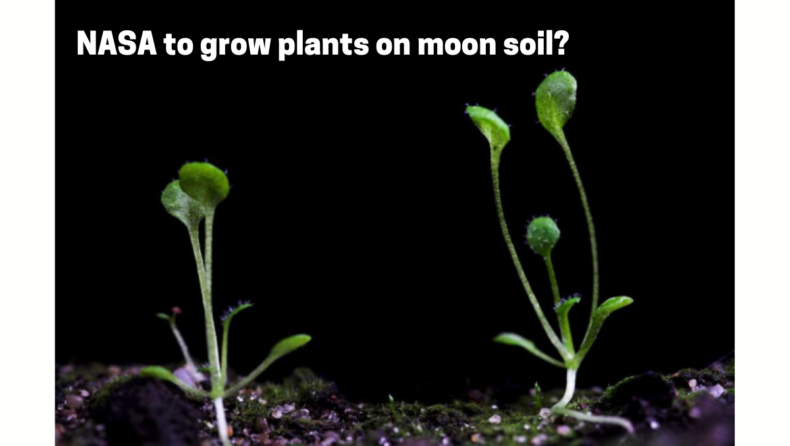 Scientists grew plants in moon soil, great achievement for humans