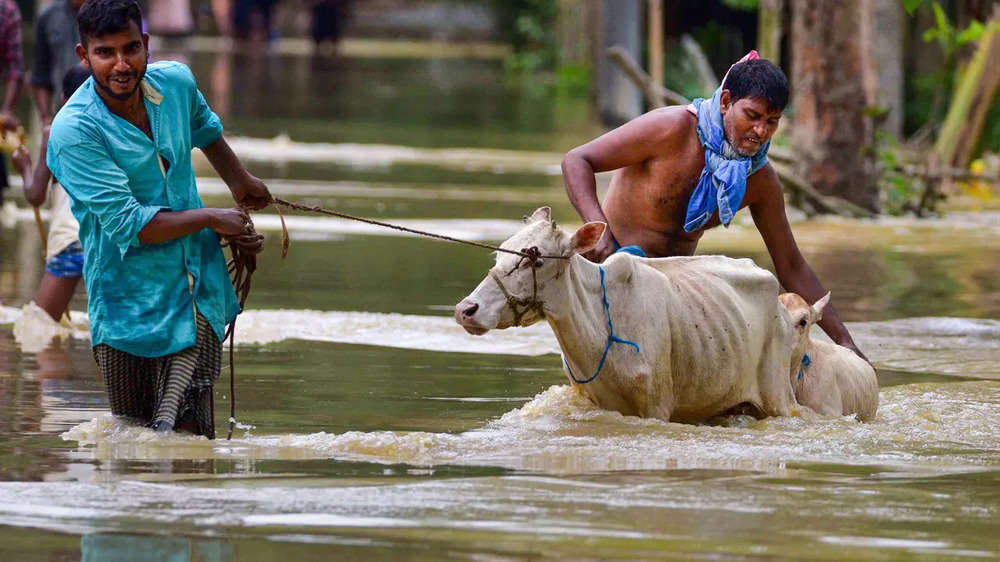 Assam flood’s forcing half a million North Indians to flee their submerged homes. - Asiana Times