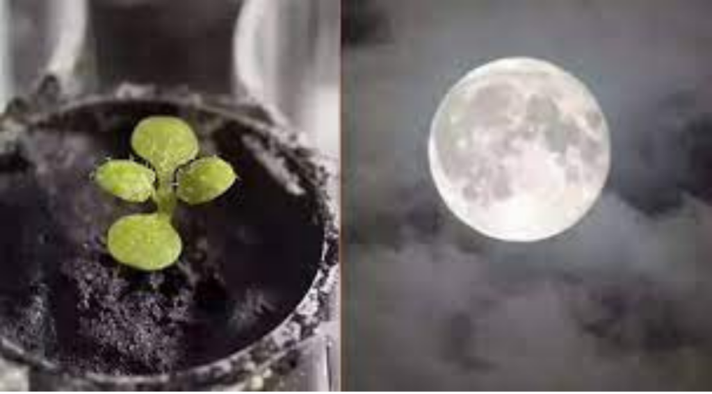 Scientist successfully grown plants in Moon soil - Asiana Times