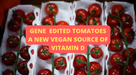 Scientists created gene-edited tomatoes as a new vegan source of vitamin D - Asiana Times