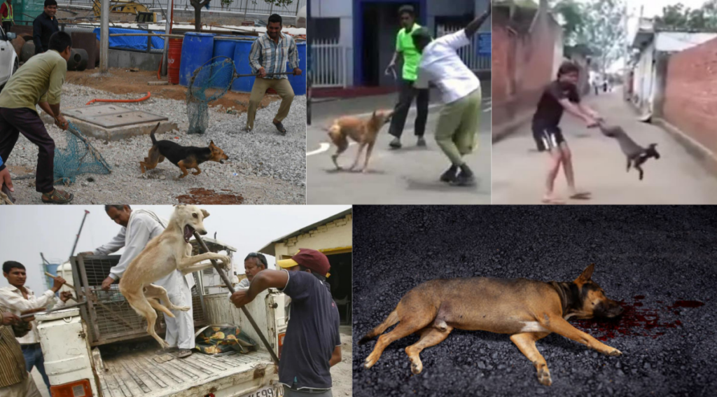 The need of Humaneness towards strays - Asiana Times