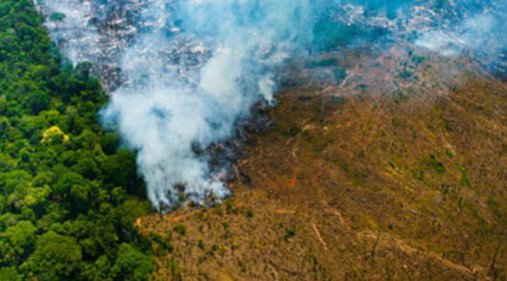Fire and logging reduce the carbon stored in Amazon forests degradation - Asiana Times