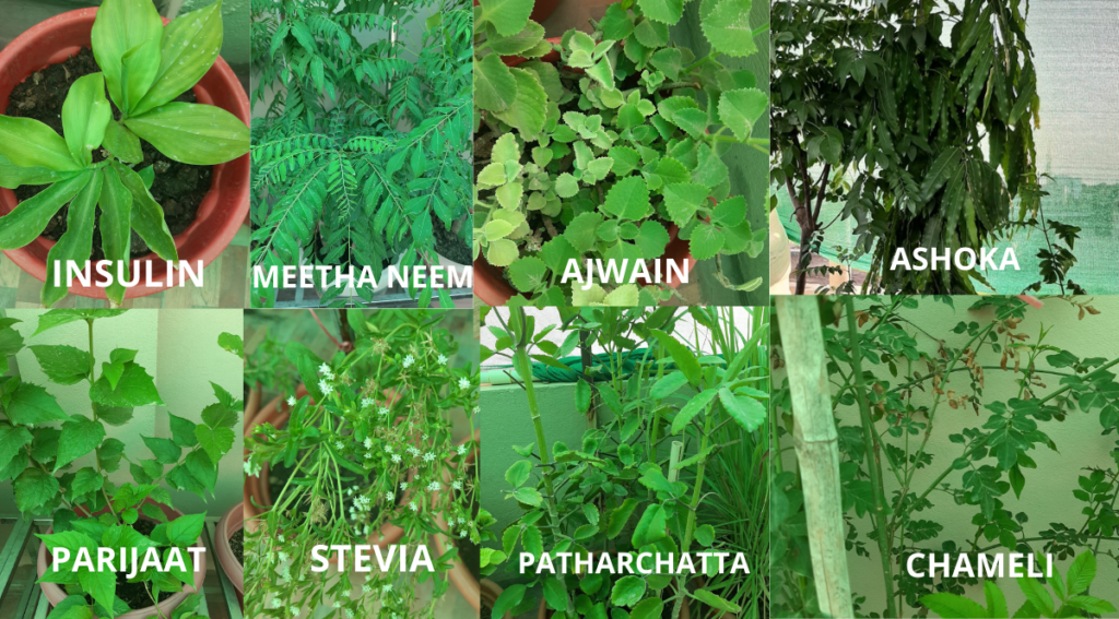 Indian medicinal plants provides hopes against deadly diseases - Asiana Times