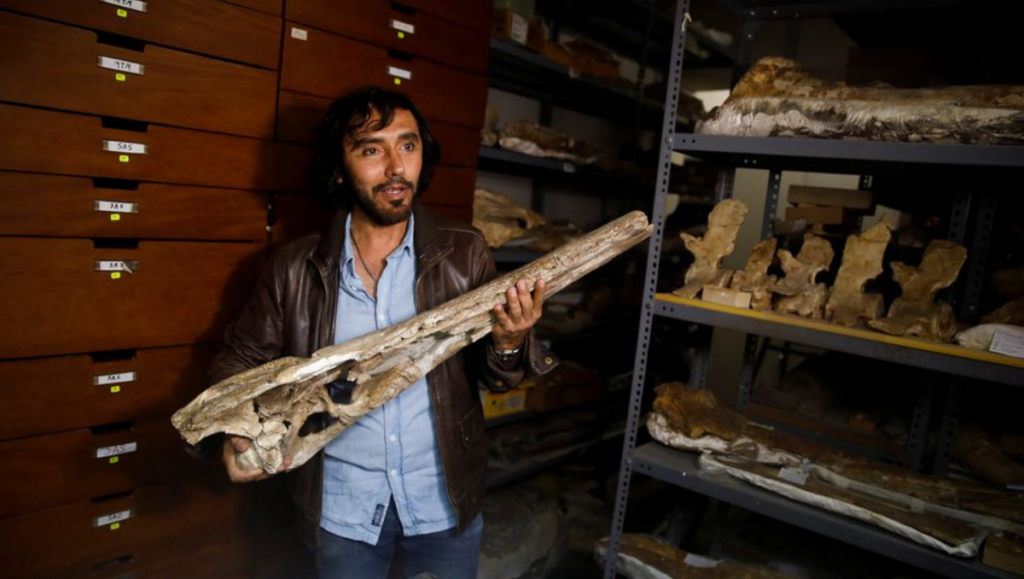 Prehistoric Crocodile Fossils dated 7 million years discovered in Peru. - Asiana Times