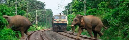 India Needs to Find Ways to Save Elephants Dying due to Train hits