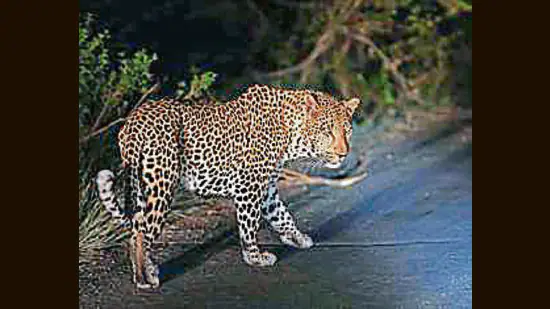 Leopard kills 3 children in J&K - Asiana Times