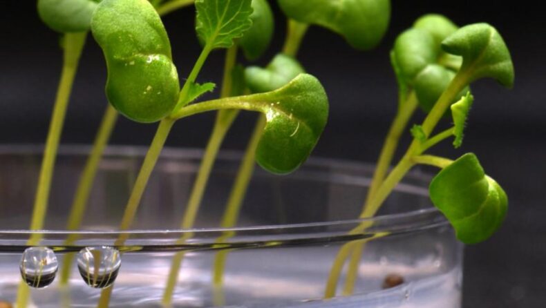 food can be now produced with artificial sunlight