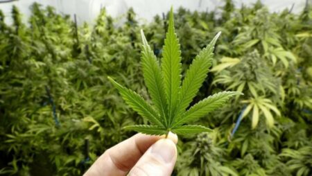 cannabis usage increase due to covid and legalizing it
