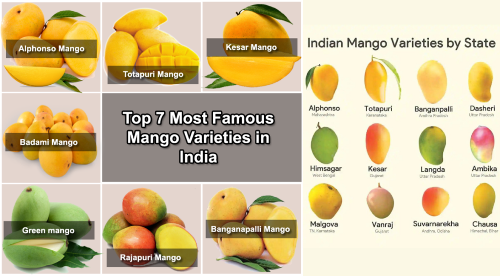 Reva In MP, India Grows 237 Variety Of King Of Fruits - Mangoes ...