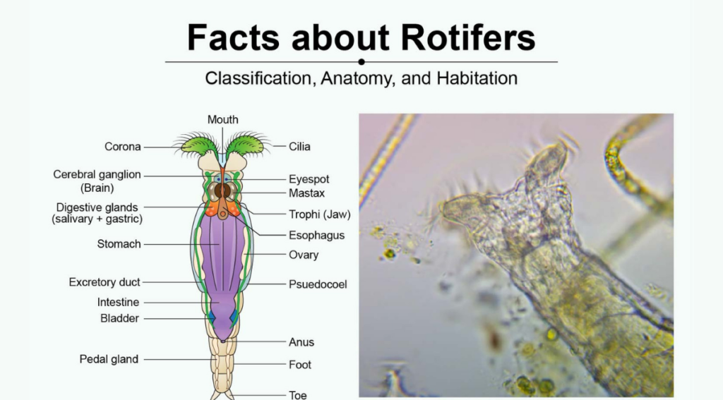 Bdelloid rotifers schematic representation