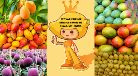 Reva in MP, India grows 237 variety of King of fruits - Mangoes. - Asiana Times