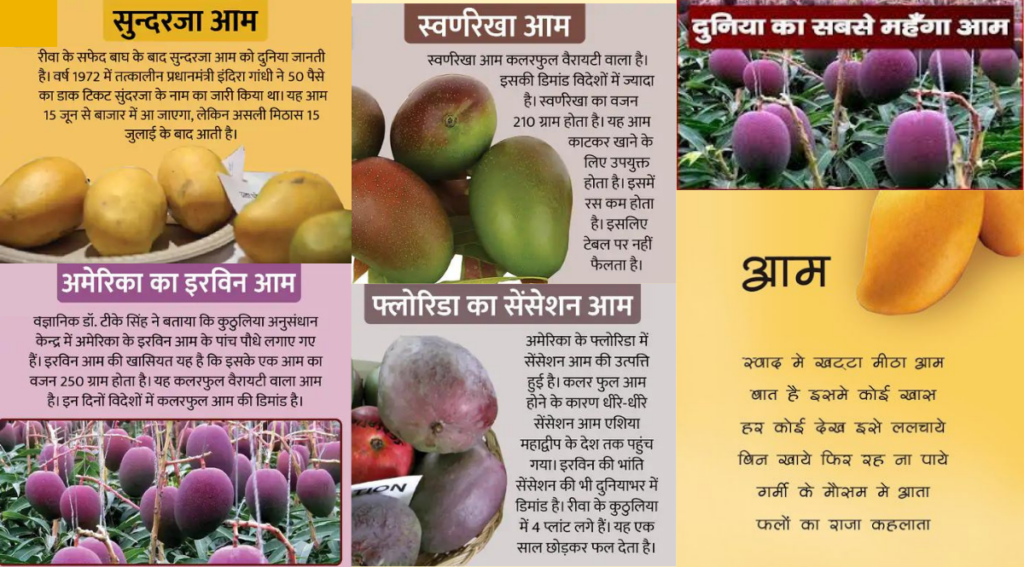 Reva in MP, India grows 237 variety of King of fruits - Mangoes. - Asiana Times