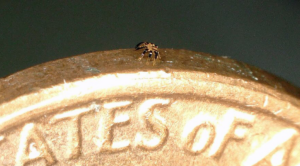 <strong>Tiny ‘crab’ is the world’s smallest remote-controlled robot</strong> - Asiana Times