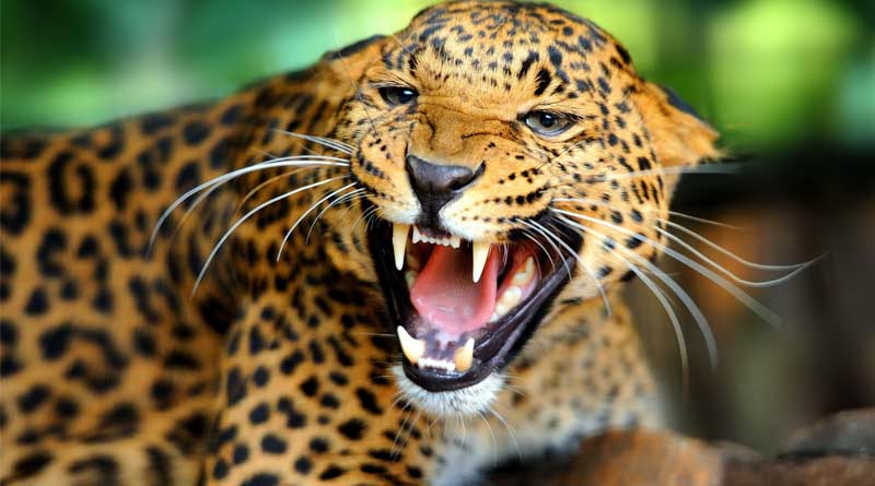 A 4-year-old dies after being chased by a Leopard attack in Nilgiris