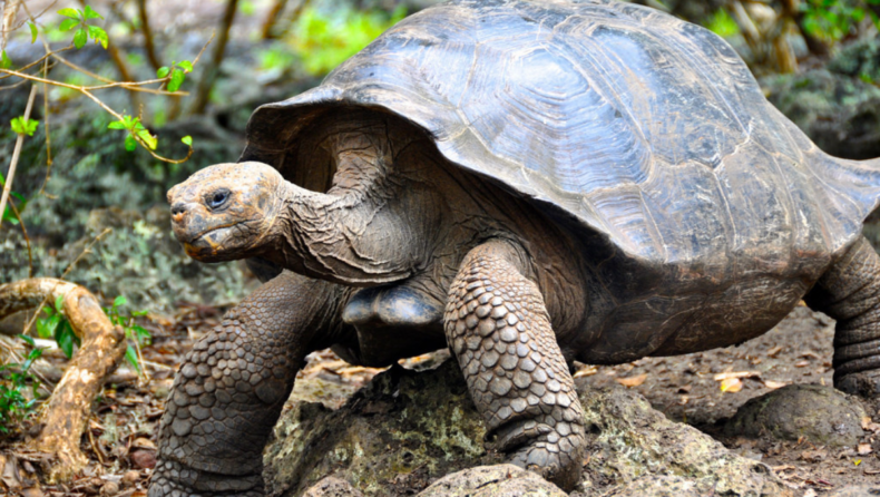 Tortoises discovered at a Canal