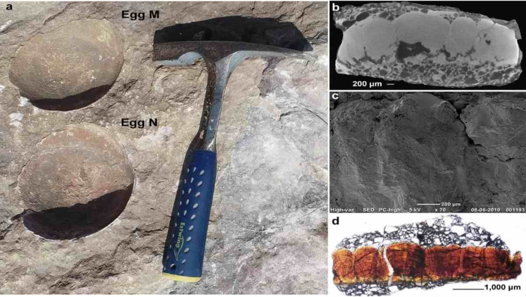 An ‘absurd’ dinosaur egg discovered in Madhya Pradesh shines a light on evolution - Asiana Times