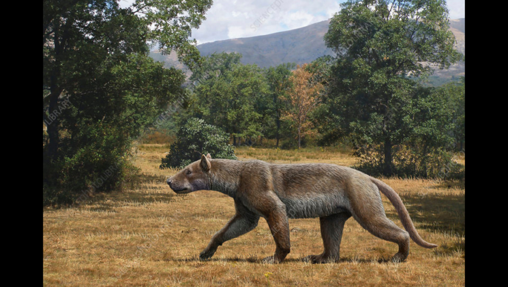 Prehistoric fossil of a bear-dog discovered in France. - Asiana Times