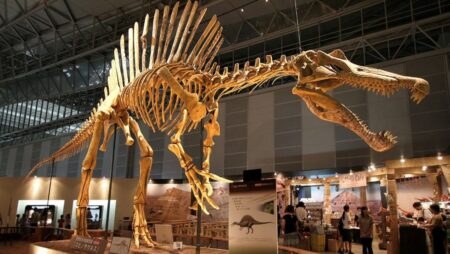 Rare dinosaur fossils discovered on the Isle of Wight. - Asiana Times