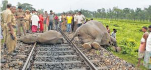 India Needs to Find Ways to Save Elephants Dying due to Train hits - Asiana Times
