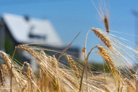 uUAE suspends export of wheat