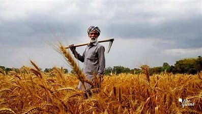 UAE Suspends Export of Indian Wheat For Next Four Years