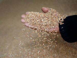 The UAE will halt Indian wheat exports for four months.