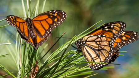 Migratory monarch butterfly is now endangered