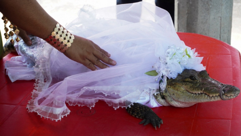 Mexican village mayor marries an alligator bride