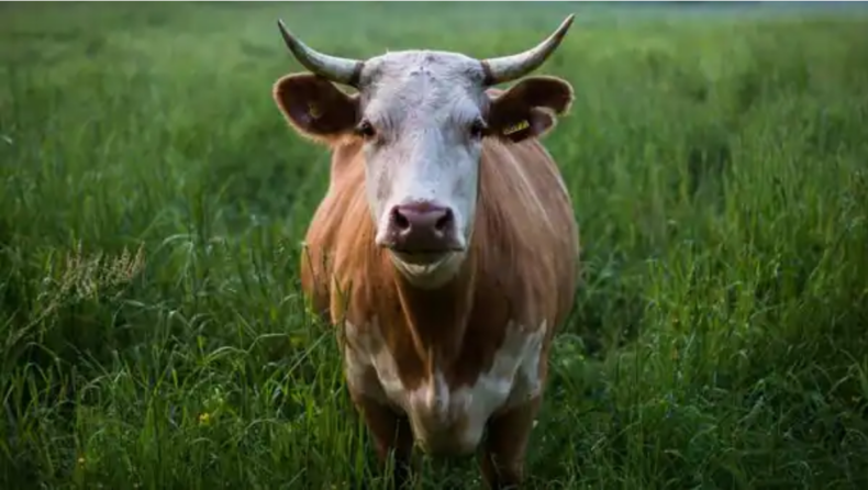 The beef ban in Arunachal Pradesh.