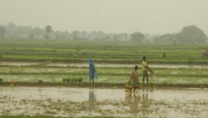 Unseasonal rains cause havoc in many states Unseasonal rains cause havoc in many states